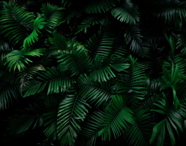 Fern leaves on dark background in jungle. Dense dark green fern