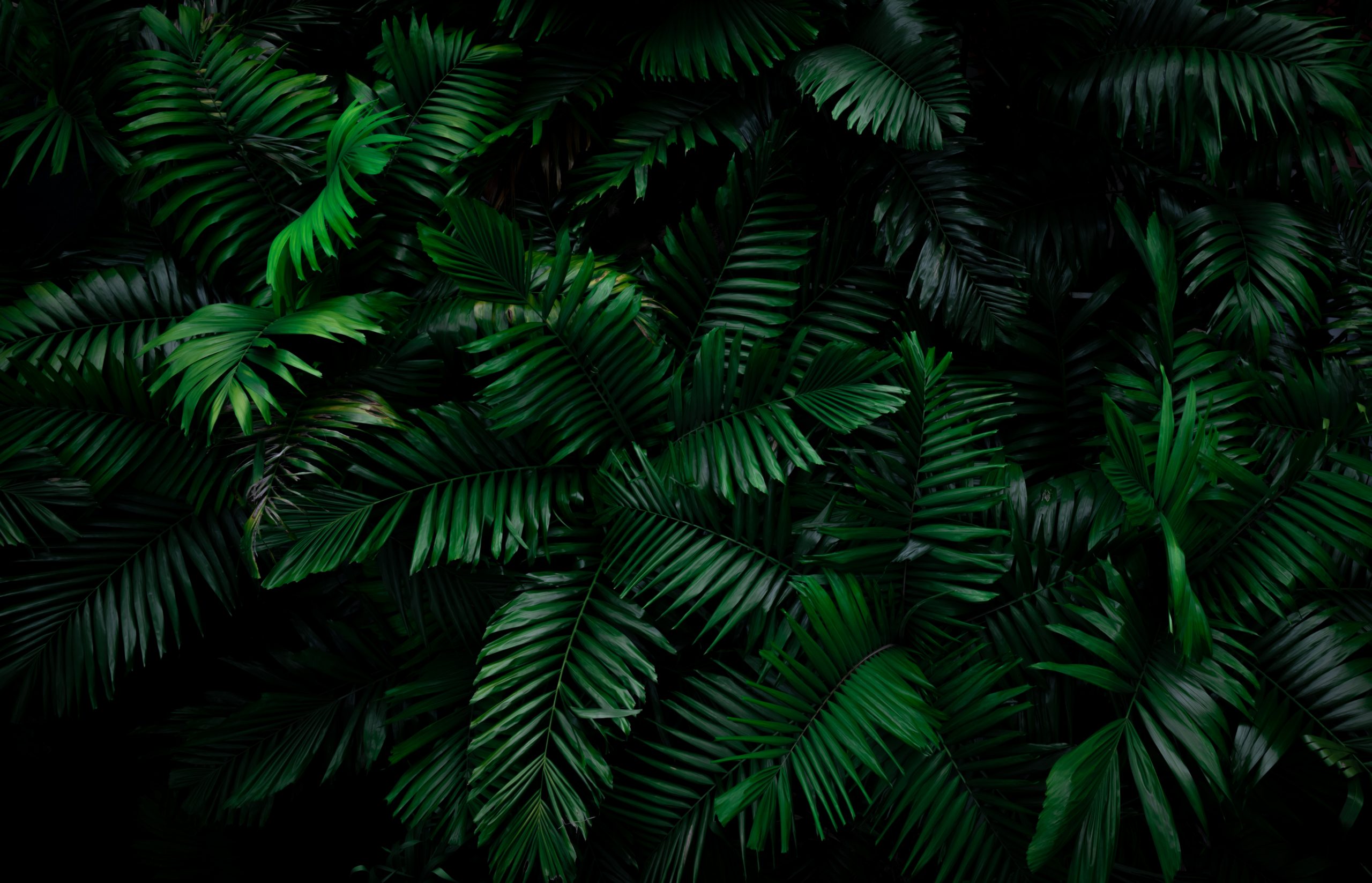 Fern leaves on dark background in jungle. Dense dark green fern
